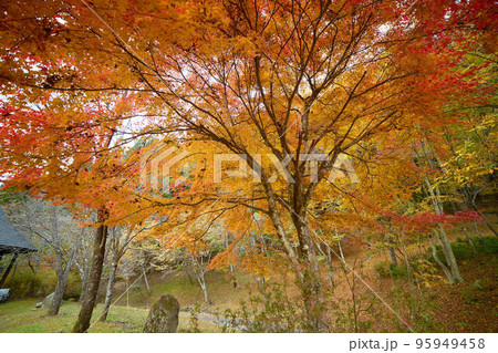 奥多摩の紅葉_No2 奥多摩の紅葉_No2 95949458
