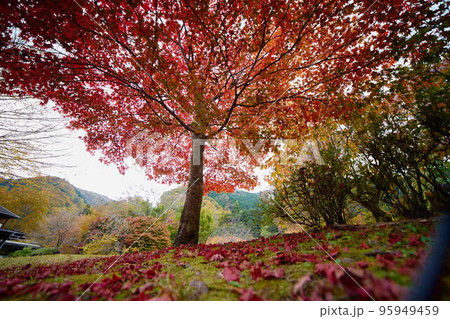 奥多摩の紅葉_No3 奥多摩の紅葉_No3 95949459