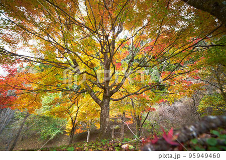 奥多摩の紅葉_No4 95949460