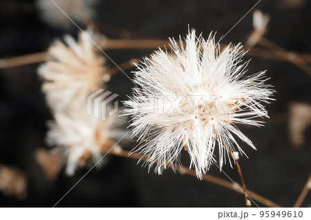 冬のコウヤボウキ(綿毛) 冬のコウヤボウキ(綿毛) 95949610