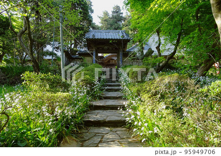 シャガが群生する慈光寺の山門前／埼玉県比企郡ときがわ町 95949706