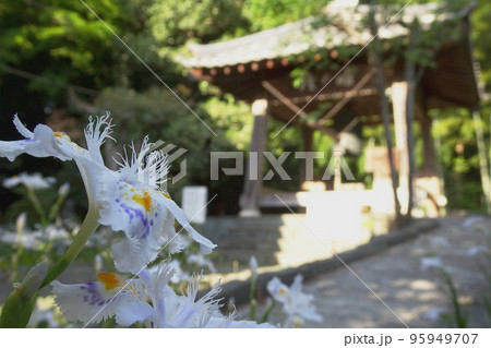 ぼかした鐘楼を背景に咲く白いシャガの花／【慈光寺】埼玉県比企郡ときがわ町 95949707