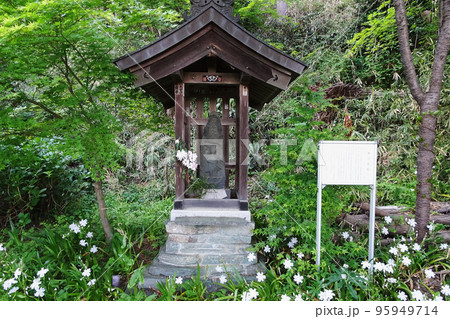 シャガの花に囲まれた申八梵王／【慈光寺】埼玉県比企郡ときがわ町 95949714