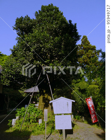 多羅葉の木【慈光寺】埼玉県比企郡ときがわ町 多羅葉の木【慈光寺】埼玉県比企郡ときがわ町 95949717