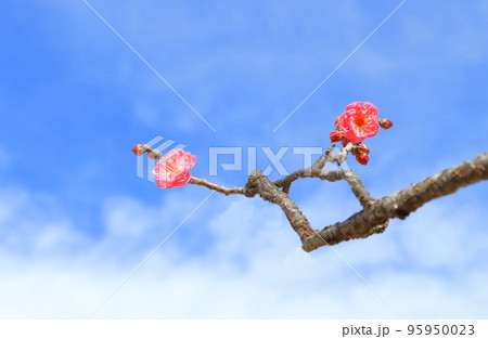 紅梅・梅の花 紅梅・梅の花 95950023
