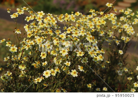 日本の秋の庭に咲くウインターコスモスの黄色い花 95950025