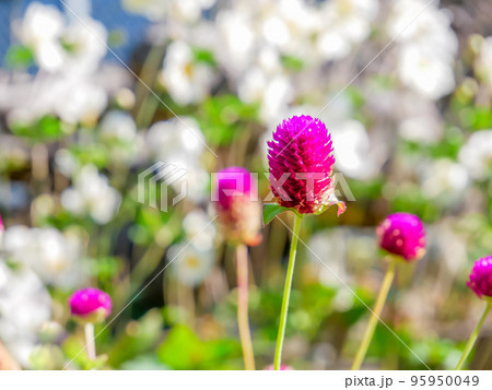 千日紅の花 95950049