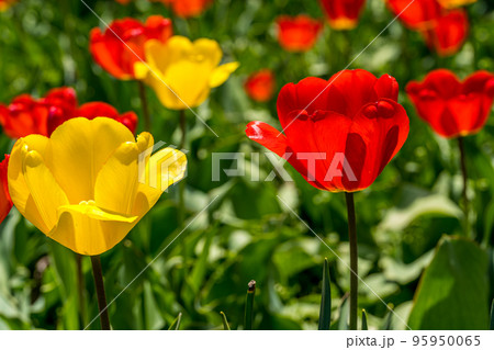 早春のチューリップ畑 早春のチューリップ畑 95950065