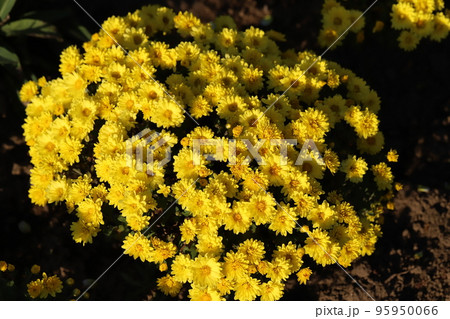 日本の秋の庭に咲く黄色いスプレーギクの花 95950066