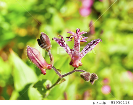 ホトトギスの花 ホトトギスの花 95950118