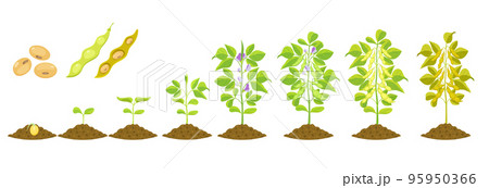 Soybean growth is gradual. Phases of development of leguminous plants. Cycle of growing beans in agriculture 95950366