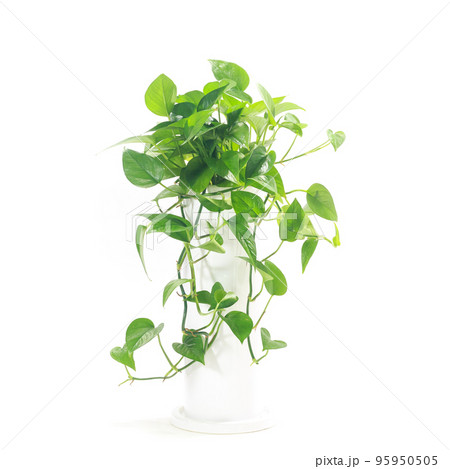 観葉植物、ポトス・パーフェクトグリーンの鉢植え【白背景】 観葉植物、ポトス・パーフェクトグリーンの鉢植え【白背景】 95950505