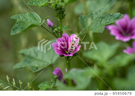 紫のウスベニアオイにとまるハチ 95950679