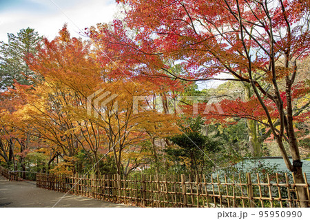 紅葉の東山植物園 紅葉の東山植物園 95950990
