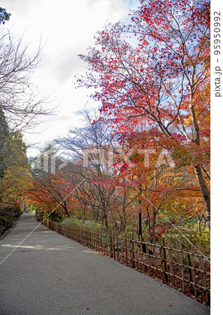 紅葉の東山植物園 紅葉の東山植物園 95950992