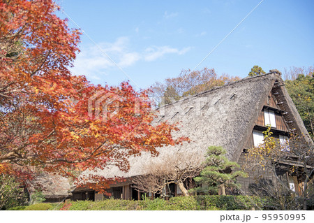 紅葉の東山植物園 95950995