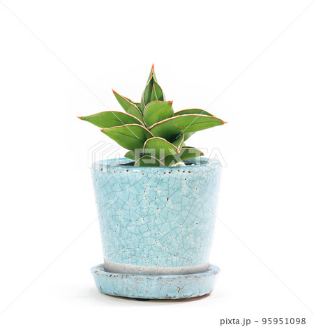 観葉植物、サンセベリア・サムライドワーフの鉢植え【白背景】 95951098