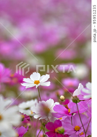 コスモスの花のクローズアップ コスモスの花のクローズアップ 95951235