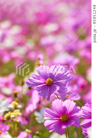 コスモスの花のクローズアップ 95951249