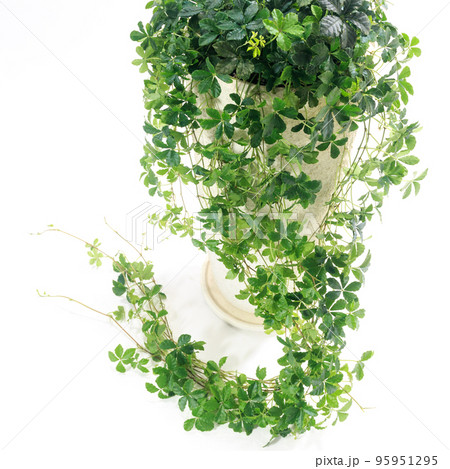 観葉植物、シュガーバインの葉【白背景】 95951295