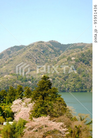 桜咲く津久井湖の芽吹きの頃　【相模原市津久井　4月】 95951436