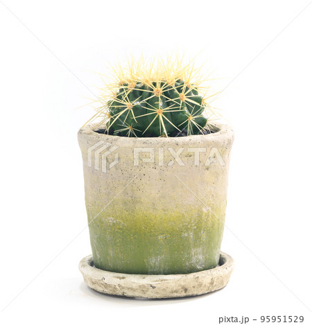 サボテン、キンシャチ(金鯱)の鉢植え【白背景】 サボテン、キンシャチ(金鯱)の鉢植え【白背景】 95951529