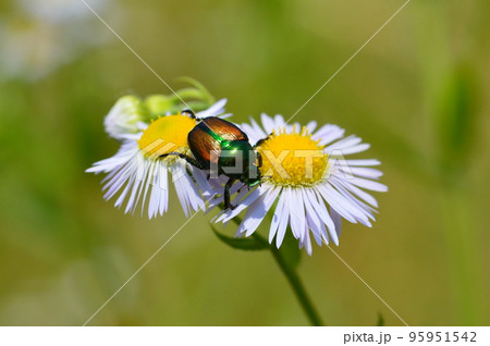 マメコガネ 95951542