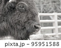 バッファロー 95951588