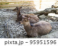 柵の間から顔を出す鹿 95951596