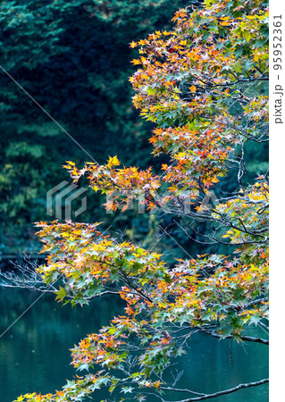色づく紅葉は秋の風景 色づく紅葉は秋の風景 95952361