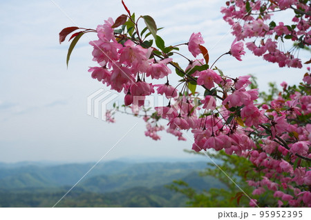 弥高山に咲くハナカイドウの桃色の花と吉備高原2 岡山県高梁市 弥高山に咲くハナカイドウの桃色の花と吉備高原2 岡山県高梁市 95952395