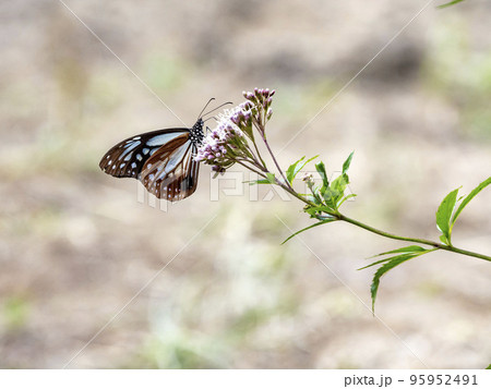 フジバカマの花にとまるアサギマダラ フジバカマの花にとまるアサギマダラ 95952491