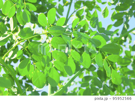 モリンガの葉 95952566