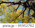 黄葉を見上げてるいる図 95952762