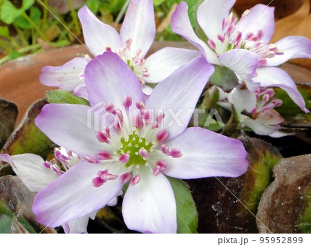 オオミスミソウの花 オオミスミソウの花 95952899