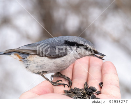 The Eurasian nuthatch eats seeds from a man's hand. Hungry bird wood nuthatch eating seeds from a hand during winter or autumn 95953277