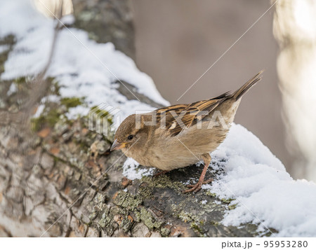 Sparrow sits on a tree trunk with snow in winter. 95953280