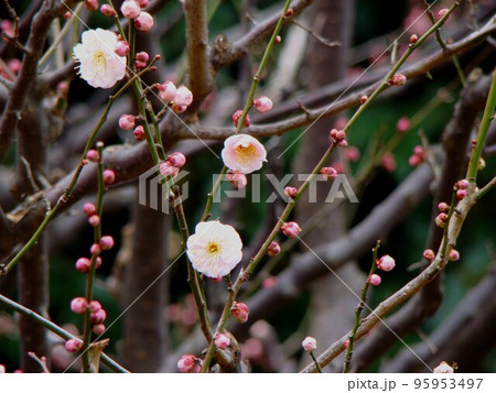 梅ミチシルベの花 95953497