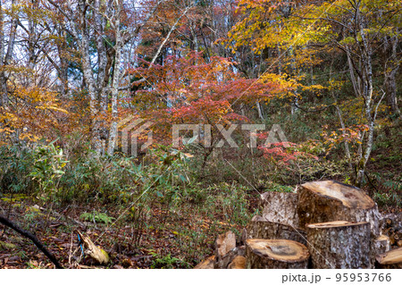 日本の岡山県の若杉天然林のとても美しい紅葉 日本の岡山県の若杉天然林のとても美しい紅葉 95953766
