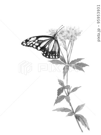 水彩で描いたフジバカマの蜜を吸うアサギマダラのイラスト 水墨画風 モノトーン 95953931