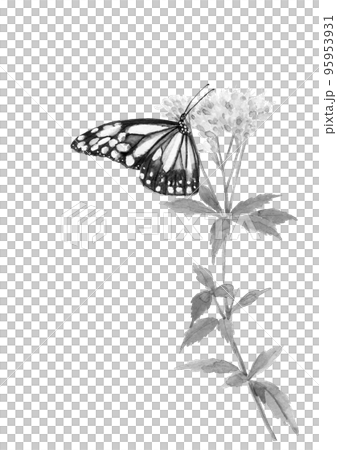 水彩で描いたフジバカマの蜜を吸うアサギマダラのイラスト 水墨画風 モノトーン 95953931