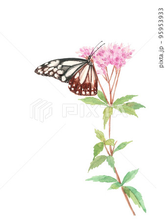水彩で描いたフジバカマの蜜を吸うアサギマダラのイラスト 95953933