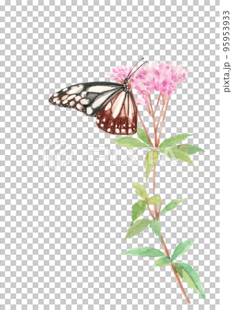 水彩で描いたフジバカマの蜜を吸うアサギマダラのイラスト 95953933