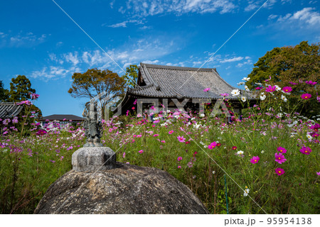 般若寺のコスモス 95954138