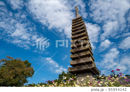 般若寺のコスモス 般若寺のコスモス 95954142