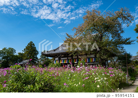 般若寺のコスモス 般若寺のコスモス 95954151