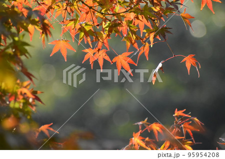 2022年11月山田池公園 95954208