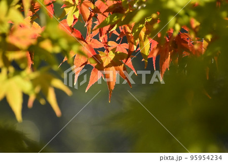 2022年11月山田池公園 95954234