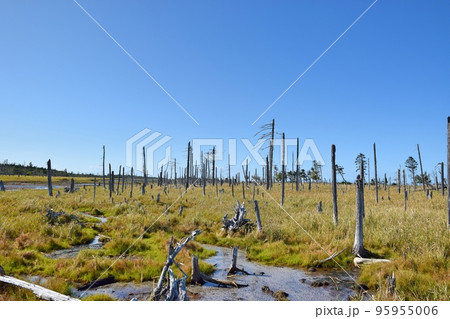 春国岱 春国岱 95955006