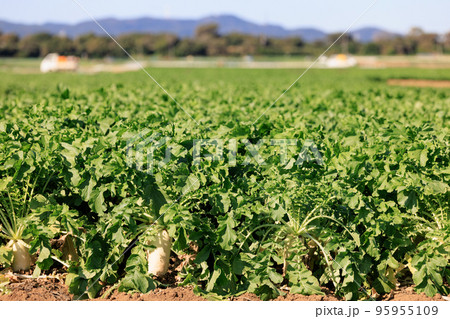 土から顔を出した収穫間近の大根 95955109